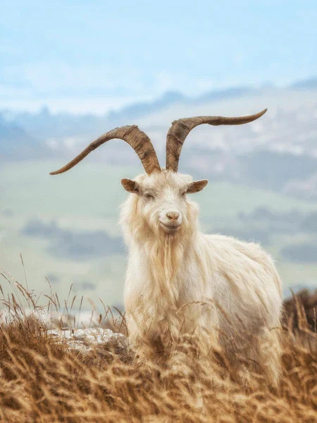 Animals used in fashion